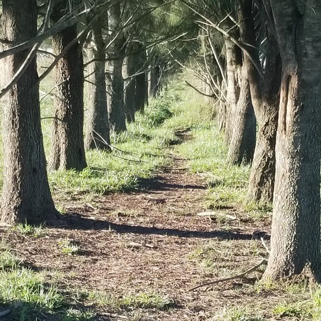 Un sendero entre árboles.