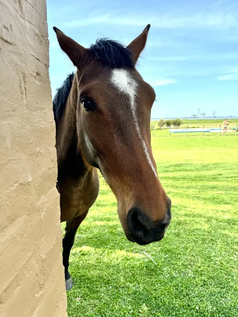 Un caballo que se asoma.