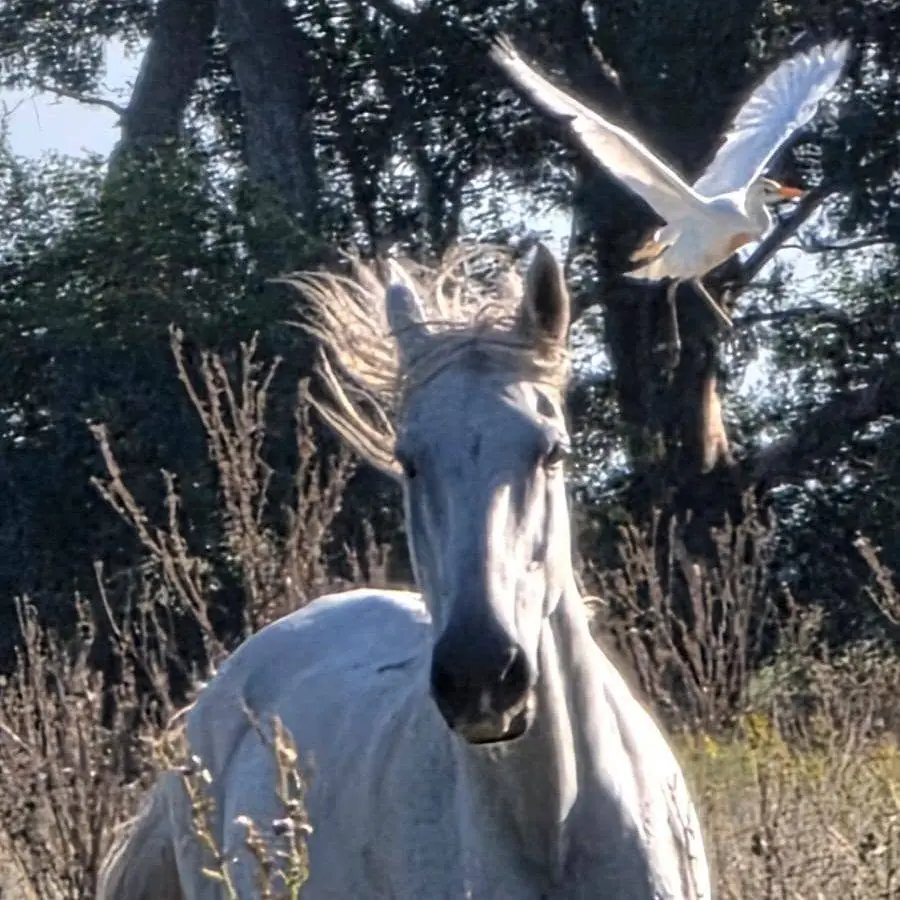 Un caballo blanco entre los pastos.