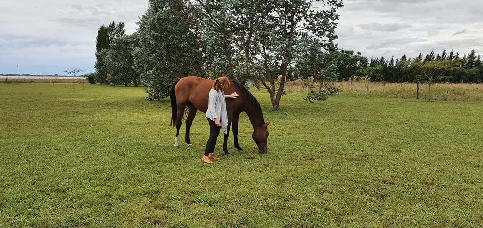 Un caballo pastando.