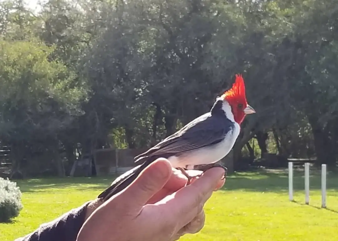 Un cardenal de copete rojo posado en una mano.