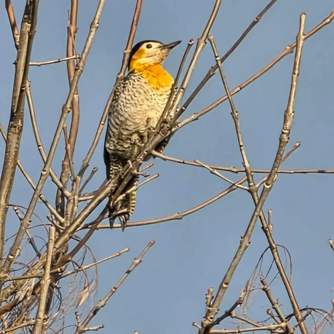Un carpintero campestre posado en una rama.