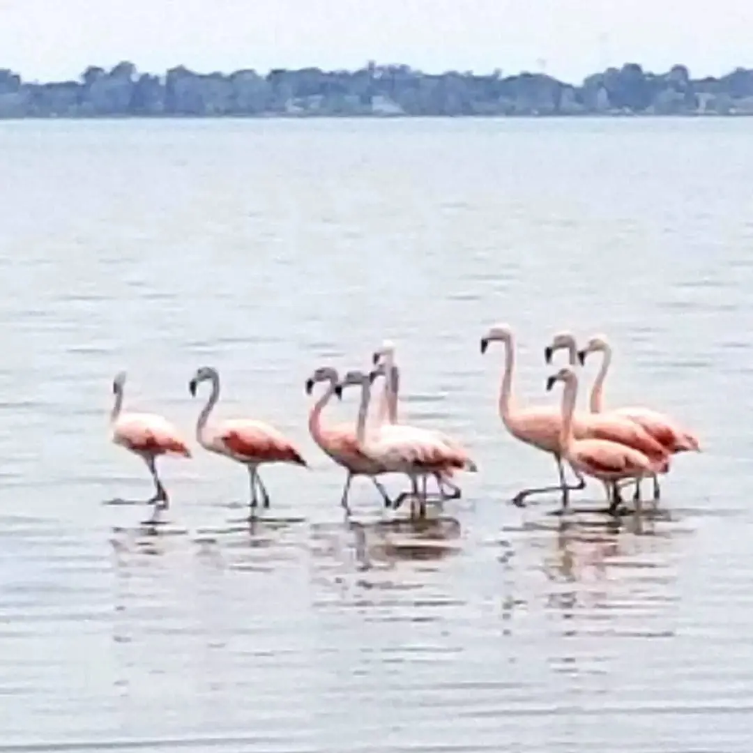 Un grupo de flamencos rosados en la orilla de la laguna.