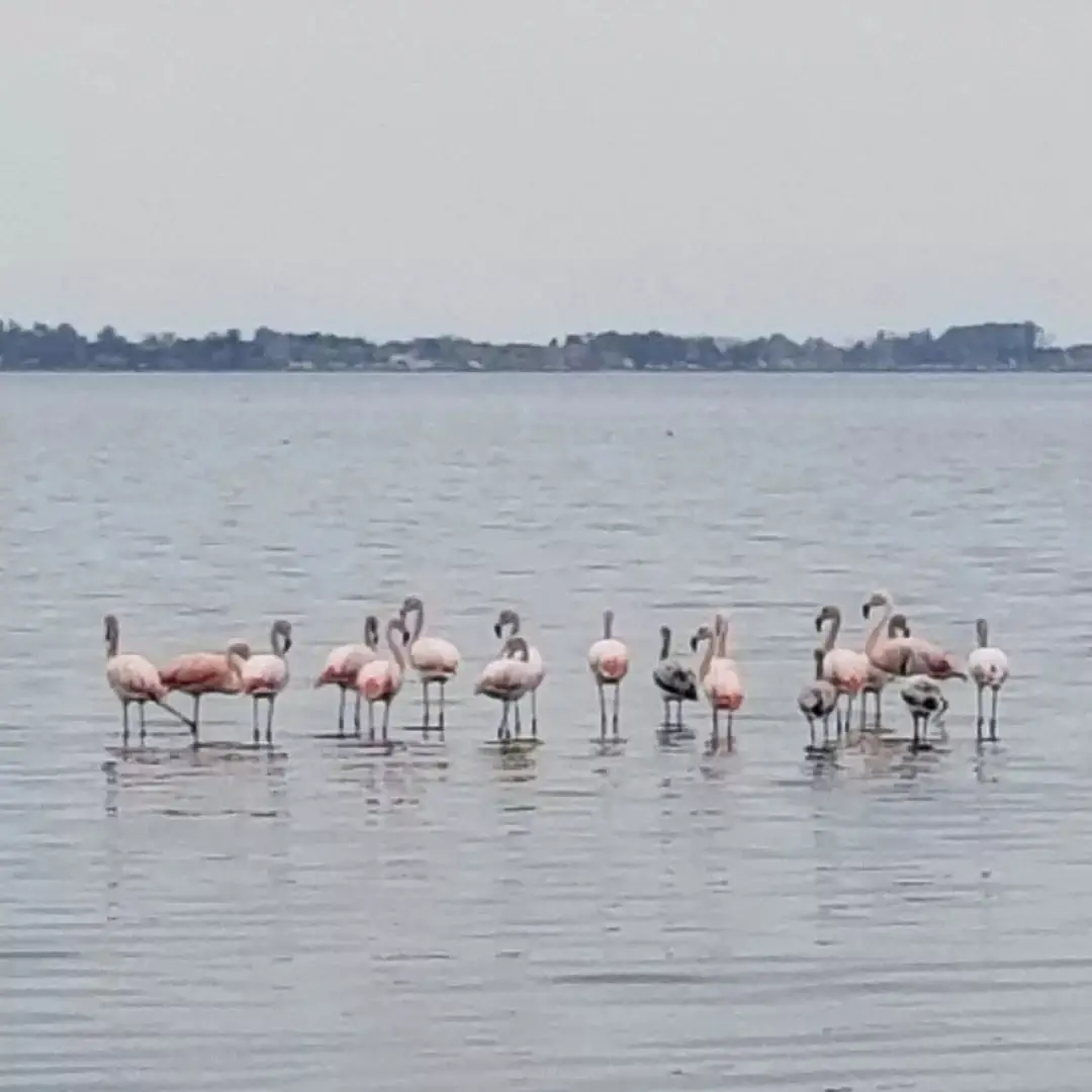 Una bandada de flamencos rosados en la orilla de la laguna.