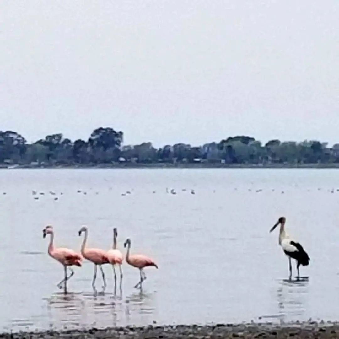 Flamencos y una cigüeña en la laguna.