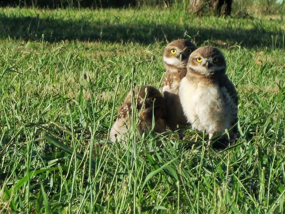 Dos lechucitas vizcacheras en el pasto.