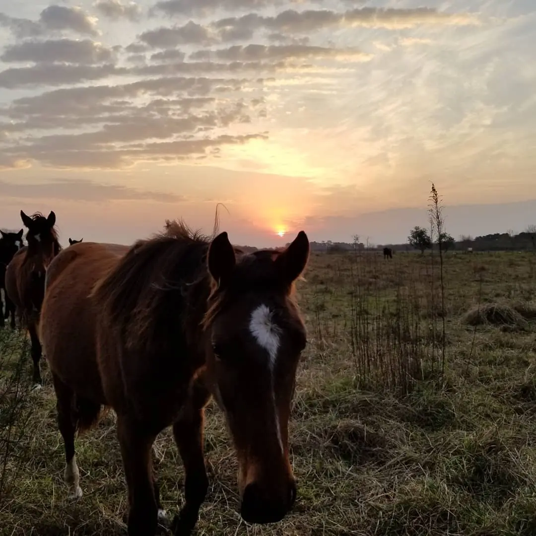 Un caballo en el campo con el sol que recién sale detrás.
