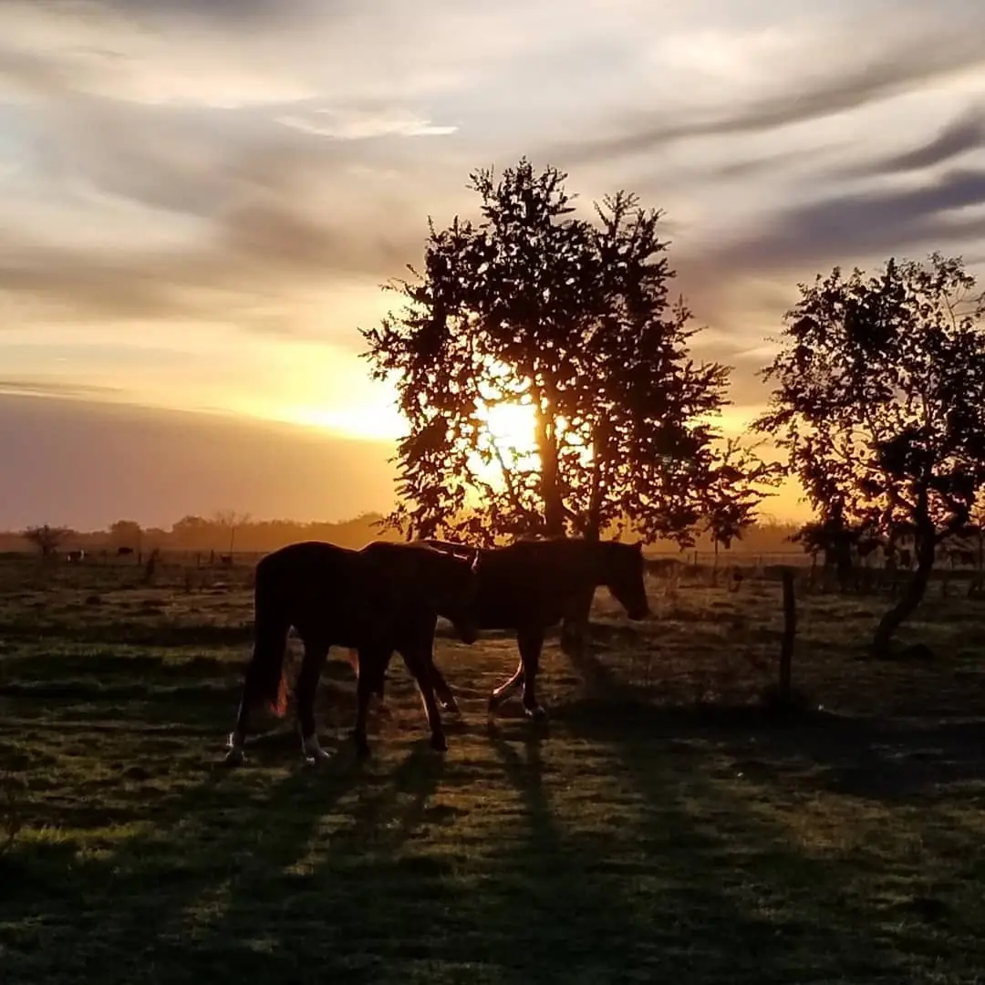 Dos caballos a contraluz bajo un árbol, con el sol de la tarde.