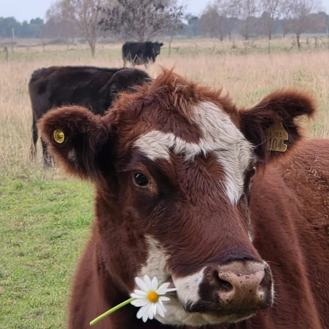 Una vaca con una margarita.